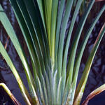 Neuer Dämmstoff aus Rohrkolben (Typha)  