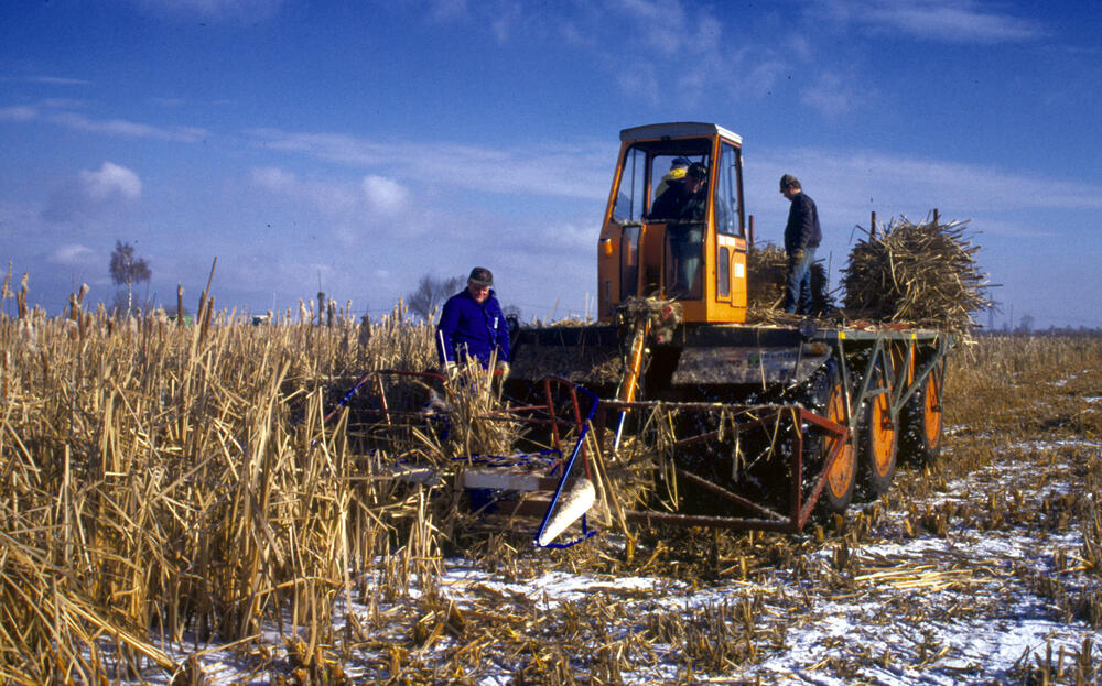 Winterernte von Rohrkolben (Typha) 