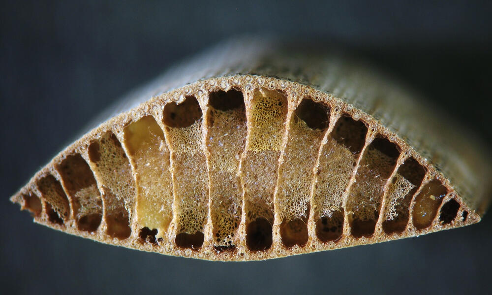 Anschnitt einer Typha-Blattspitze unter dem Mikroskop 
