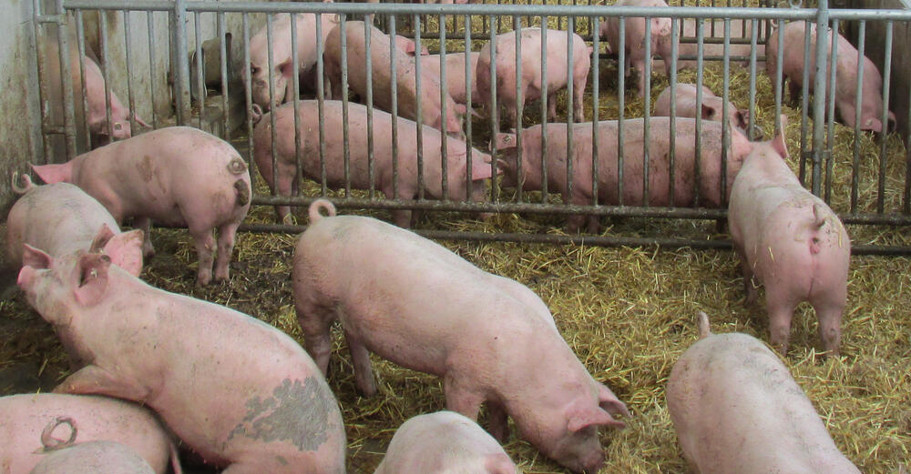 Schweine, Seious Game, Pig ‚N‘ Play, Uni Vechta © DBU