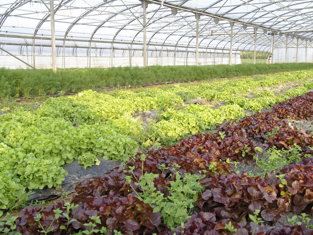 Gewächshaus mit verschiedenen Blattsalat-Sorten © Greta Flohe/piclease