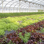 Gewächshaus mit verschiedenen Blattsalat-Sorten © Greta Flohe/piclease