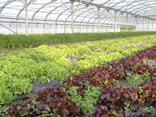 Gewächshaus mit verschiedenen Blattsalat-Sorten © Greta Flohe/piclease