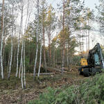 DBU-Naturerbefläche Daubaner Wald © Gunda Hanke/Bundesforst