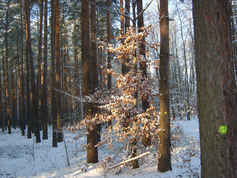 DBU-Naturerbefläche Daubaner Wald © Gunda Hanke/Bundesforst