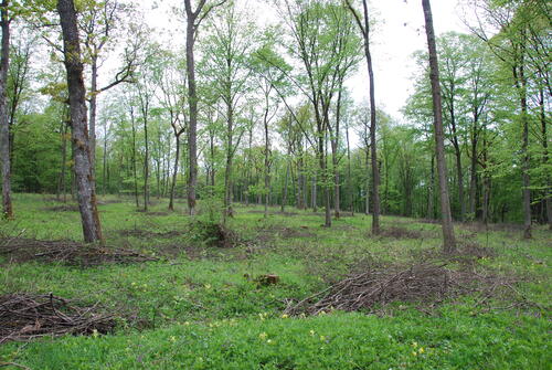 DBU Naturerbefläche Reiterswiesen 