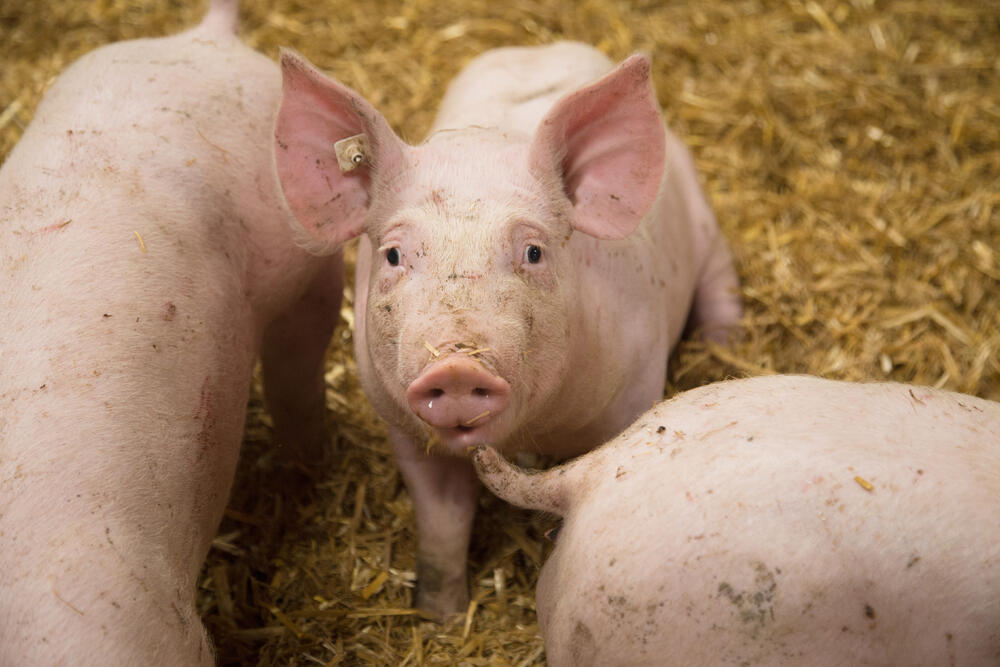 Wie lässt sich ein tiergerechterer und emissionsarmer Mastschweinestall realisieren? Ein DBU-Projekt liefert eine Ausführungsplanung © agrarmotive – stock.adobe.com