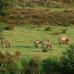 Przewalski-Pferdegatter im DBU Naturerbe Tennenlohe © Norbert Rosing