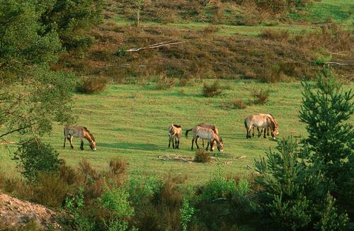 Przewalski-Pferdegatter im DBU Naturerbe Tennenlohe &copy; Norbert Rosing