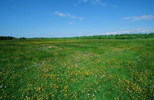 Ahlbecker Seegrund - ein wertvolles Feuchtbiotop im Naturerbe Ueckermünder Heide &copy; Norbert Rosing