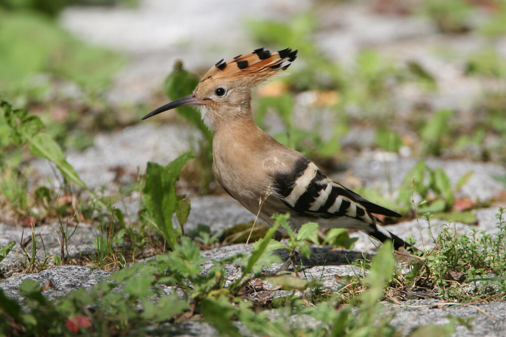 Wiedehopf © Hans-Joachim Fünfstück/piclease