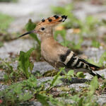 Wiedehopf © Hans-Joachim Fünfstück/piclease