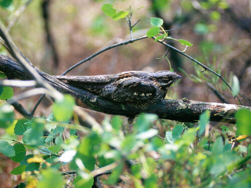 Ziegenmelker © Martin Schulze/DBU Naturerbe