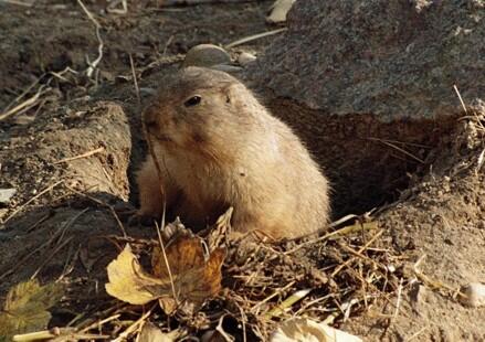 Präriehund im Osnabrücker Zoo 