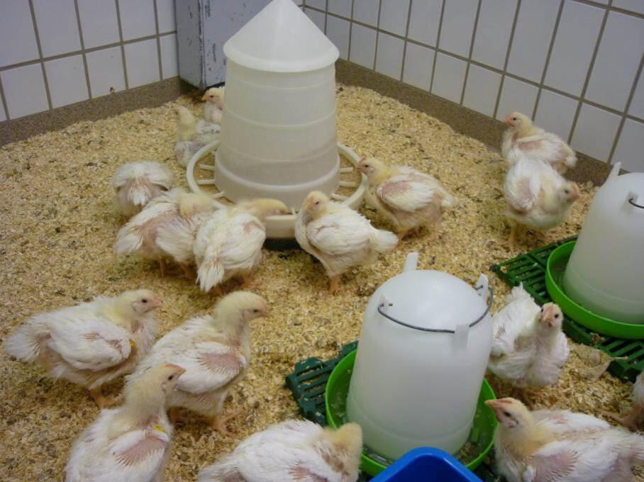 Phagen - Anwendung im Tierstall © DBU-Projektpartner