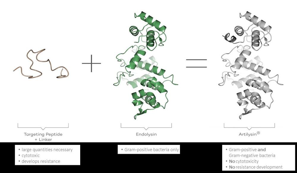 Entwicklung von Artilysin® © DBU-Projektpartner