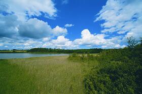 Verlandungszone Halbinsel Pulitz_Ruegen &copy; Norbert Rosing