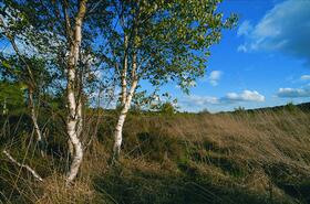 Schmale Heide_Ruegen &copy; Norbert Rosing