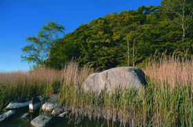 Schilfguertel mit Findlingen_Halbinsel Buhlitz_Ruegen &copy; Norbert Rosing