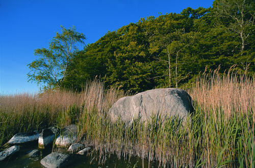 Schilfguertel mit Findlingen_Halbinsel Buhlitz_Ruegen &copy; Norbert Rosing