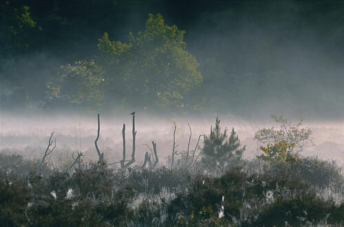 Schmale Heide_Ruegen &copy; Norbert Rosing
