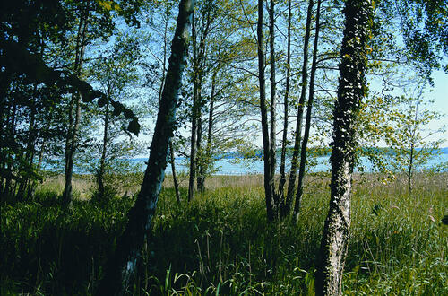 Kuestenwald_Pulitz_Ruegen &copy; Norbert Rosing