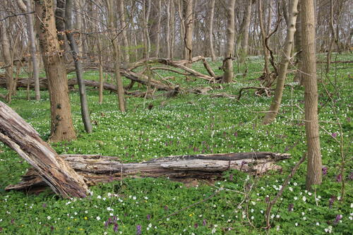 Wald auf Vilm - JuZuVie © Deutsche Bundesstiftung Umwelt