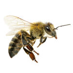 Honigbiene  &copy; Alekss_fotolia.com