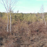 Trockene Kiefern © Petzel/Bundesforst Lausitz