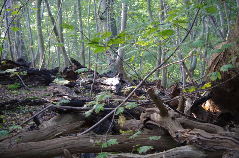 Jugendkongress Biodiversität 2014 © Deutsche Bundesstiftung Umwelt/Alice Weiland