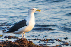 Mantelmöwe © Deutsche Bundesstiftung Umwelt / Maxim Podobed