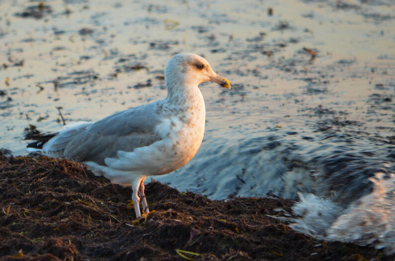 Silbermöwe © Deutsche Bundesstiftung Umwelt / Maxim Podobed
