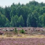 Heidschnucken &copy; Dr. Björn Conrad