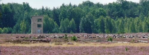 Heidschnucken &copy; Dr. Björn Conrad