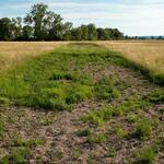 Mahdgutstreifen &copy; R. Schmiede, Gießen