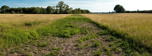 Mahdgutstreifen &copy; R. Schmiede, Gießen