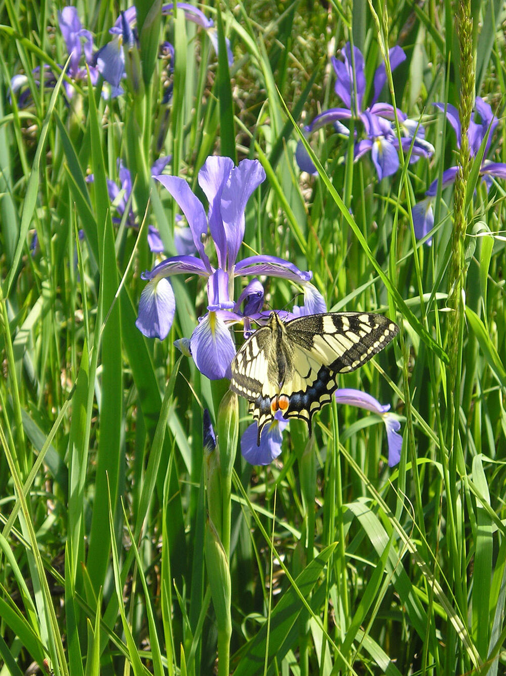 Fauna &copy; M. Harnisch, Stadt Riedstadt