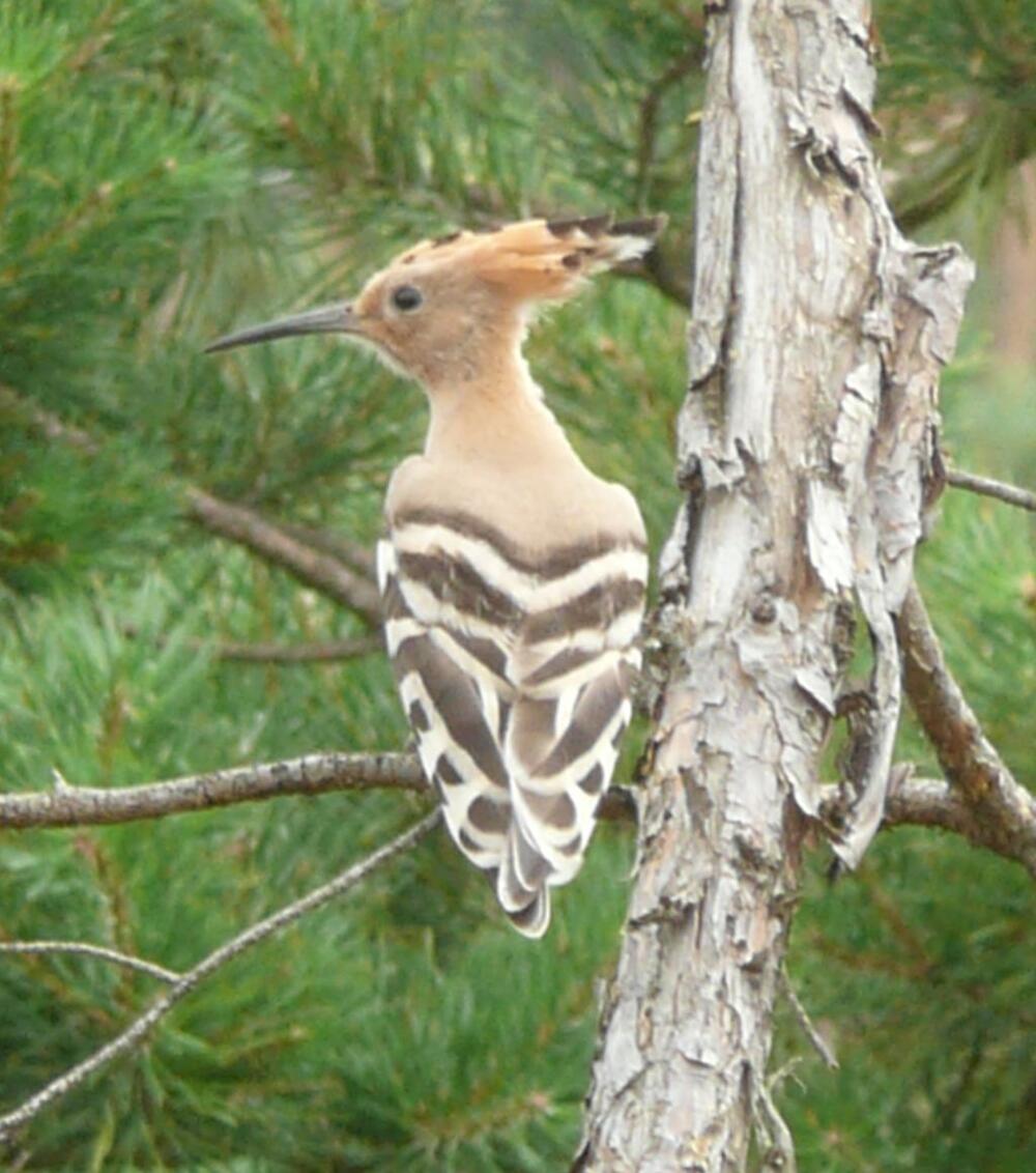 Brutvogel &copy; Dr. Björn Conrad