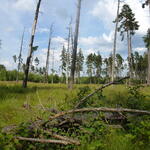 Pöllwitzer Wald - Renaturierung Waldmoor 