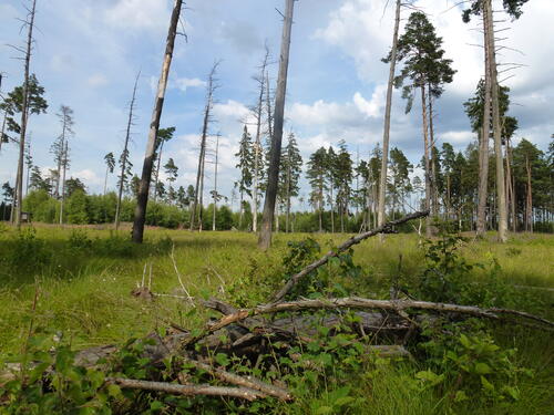 Pöllwitzer Wald - Renaturierung Waldmoor 