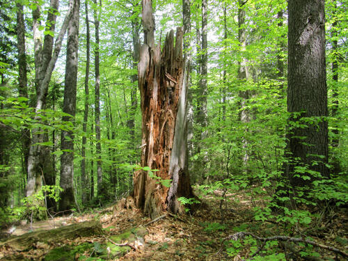 Urwald Rumänien AZ 34044 © Prof. Dr. Rainer Luick