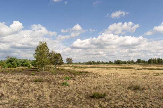 DBU-Naturerbefläche Prösa  © Norbert Rosing