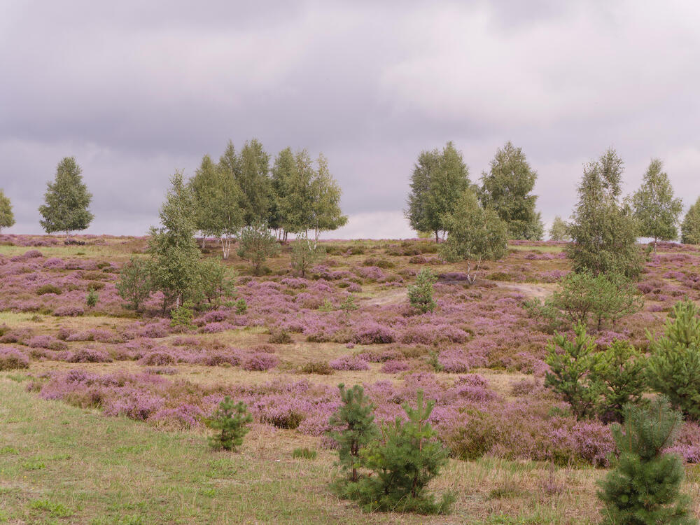 DBU-Naturerbefläche Weißhaus - Besenheide © Werner Wahmhoff/DBU Naturerbe