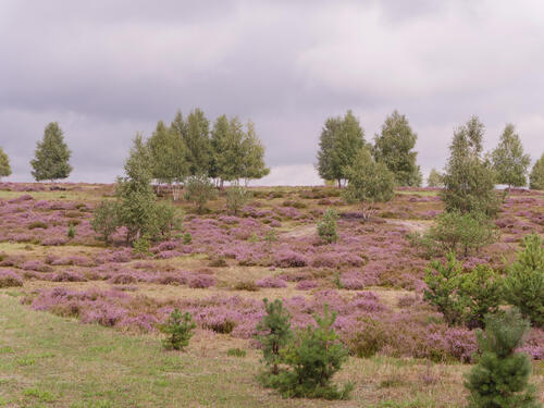 DBU-Naturerbefläche Weißhaus - Besenheide © Werner Wahmhoff/DBU Naturerbe