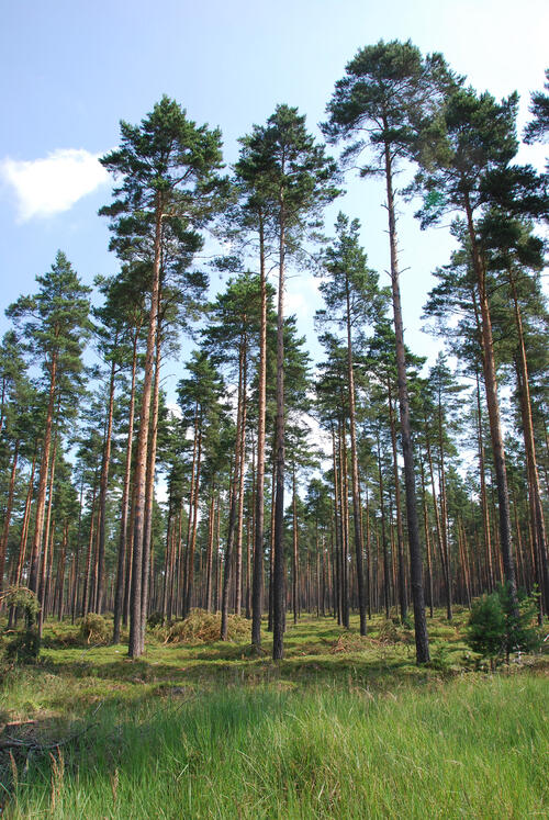 Kiefernbestände in der Naturerbefläche Rüthnicker Heide © DBU Naturerbe