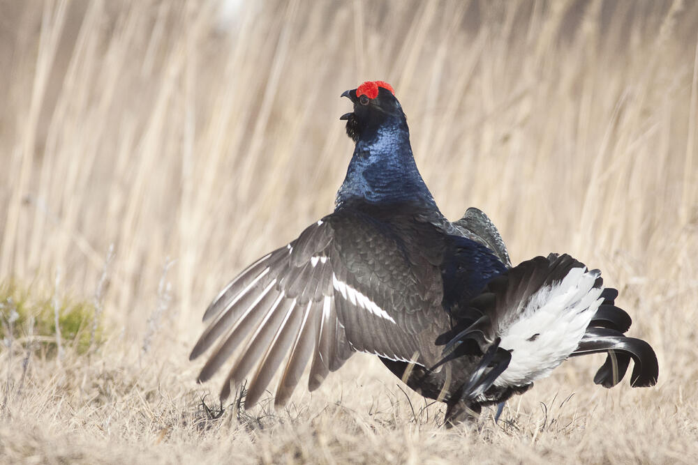 DBU-Naturerbefläche Zschornoer - Birkhühner © Egbert Brunn/Bundesforst