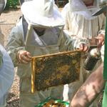 DBU-Projekt Nachhaltige Schulimkerei (AZ 31001)  