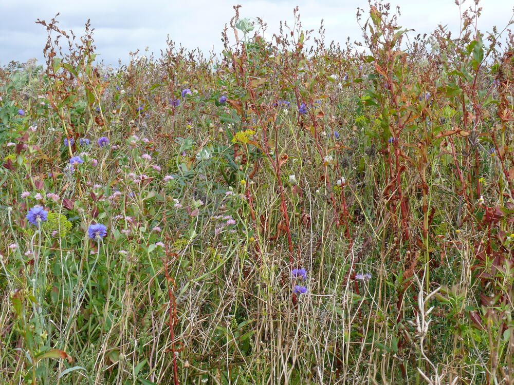 Blühfläche in Agrarlandschaft Friesland 