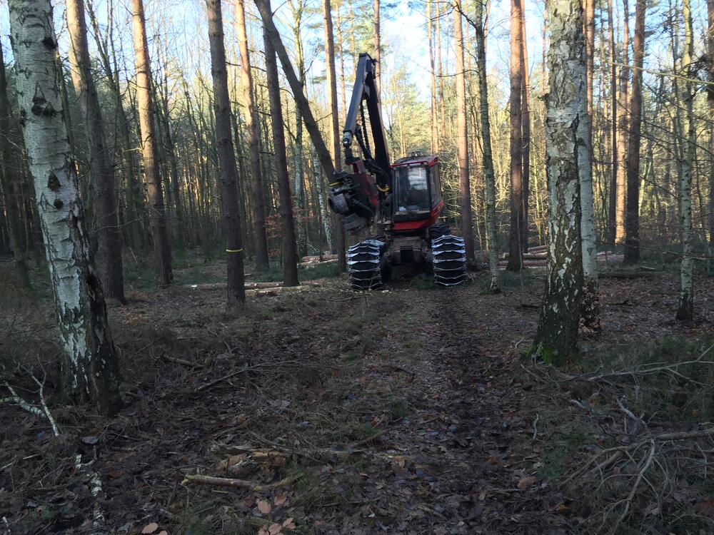 Holzeinschlag Himmelsgrund Klosterlausnitz © DBU/Clemens Messner
