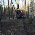 Holzeinschlag Himmelsgrund Klosterlausnitz © DBU/Clemens Messner